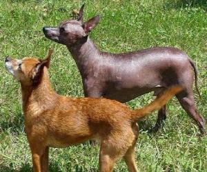 yapboz Köpek Meksika hemen hemen tüysüz bir cins xoloitzcuintle, ancak saç var